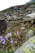 60 Soldanella piccola (Soldanella pusilla)